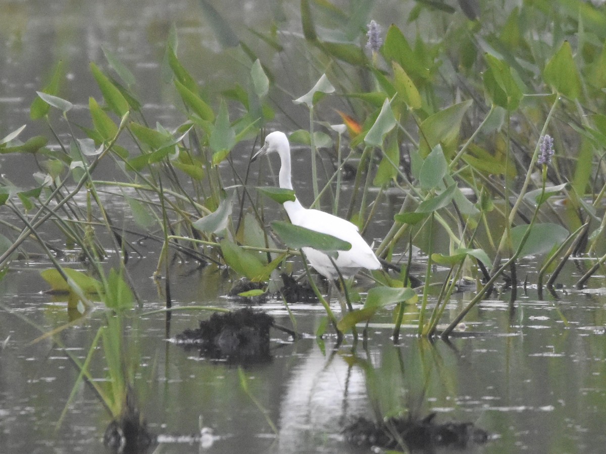 Little Blue Heron - ML622172177