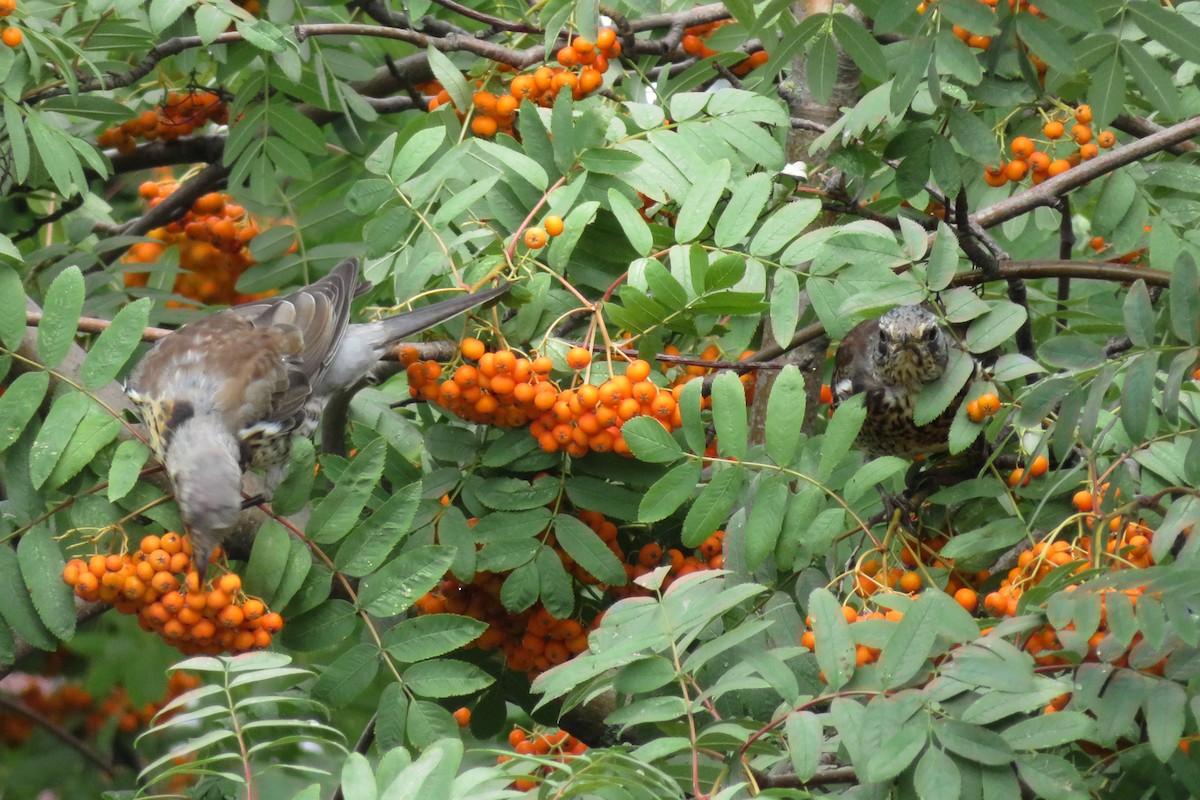 Fieldfare - Antonina V