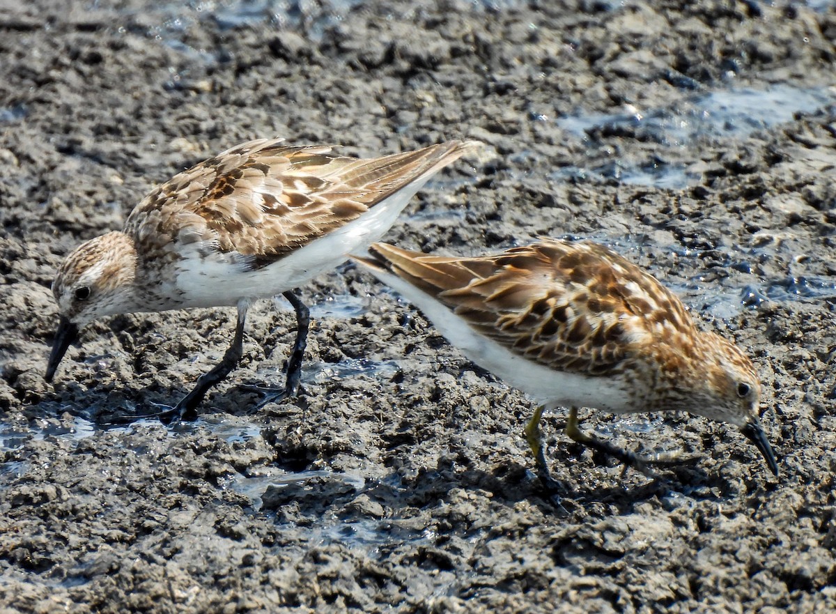 Semipalmated Sandpiper - ML622172180