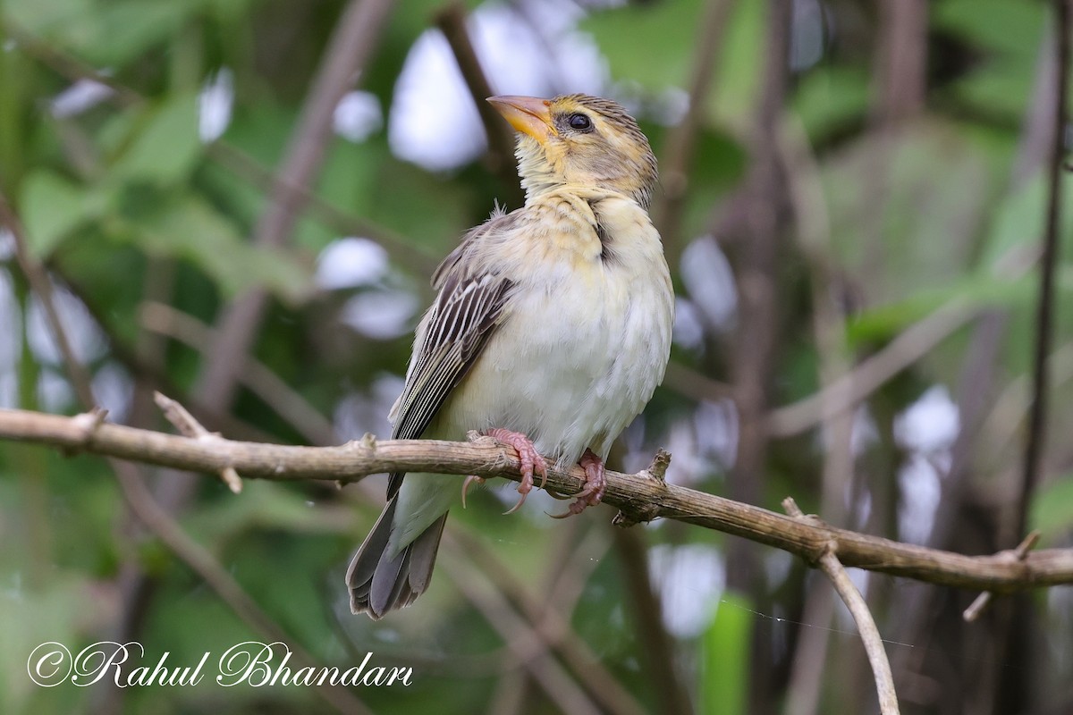 Baya Weaver - ML622172182