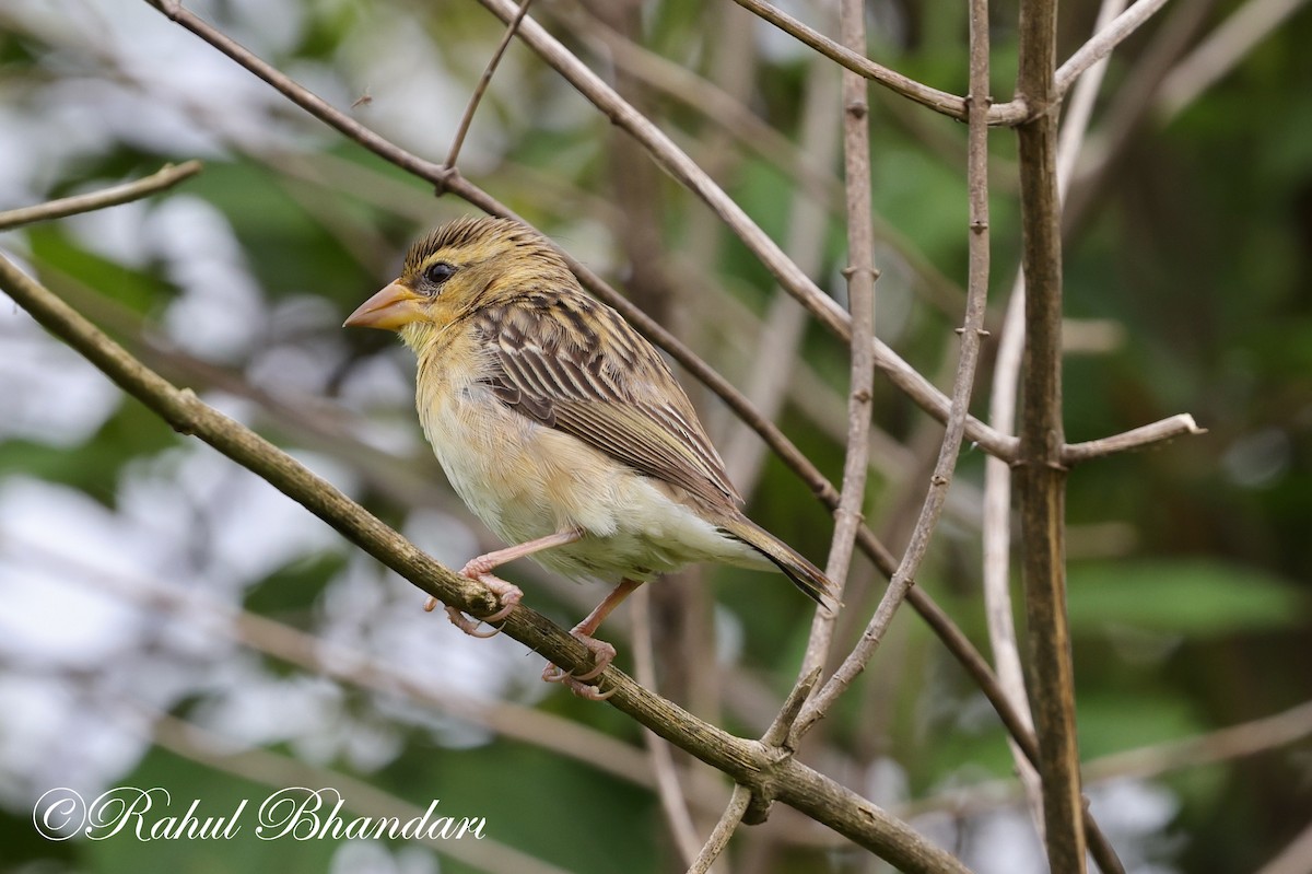 Baya Weaver - ML622172183