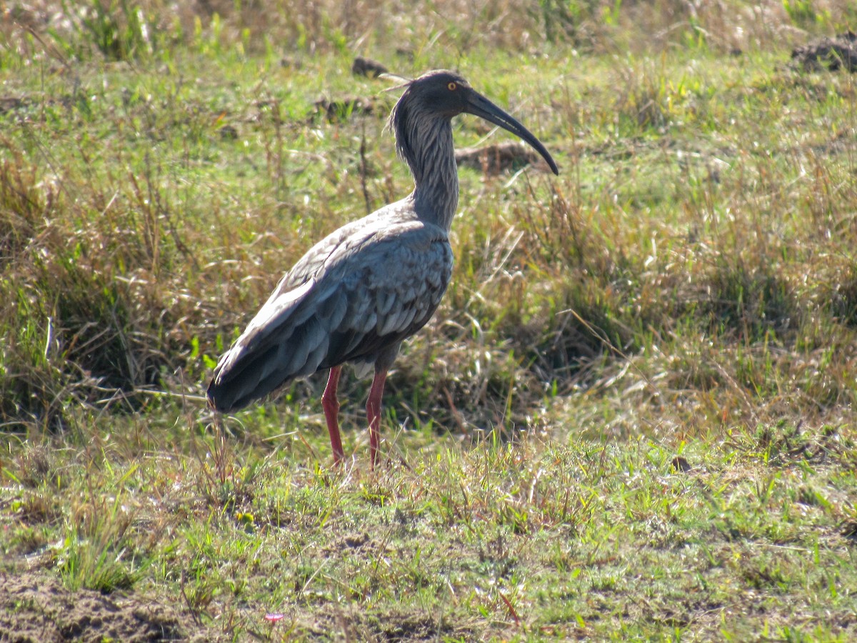 Plumbeous Ibis - ML622172184