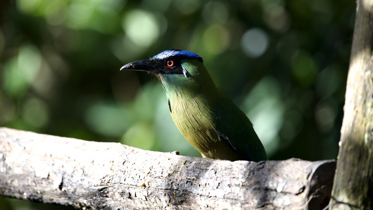 Andean Motmot - ML622172185