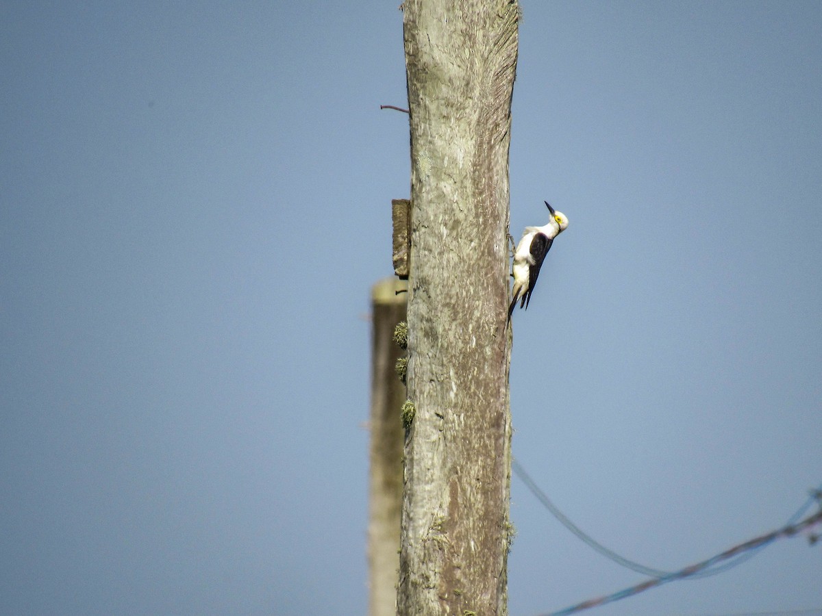 White Woodpecker - ML622172187