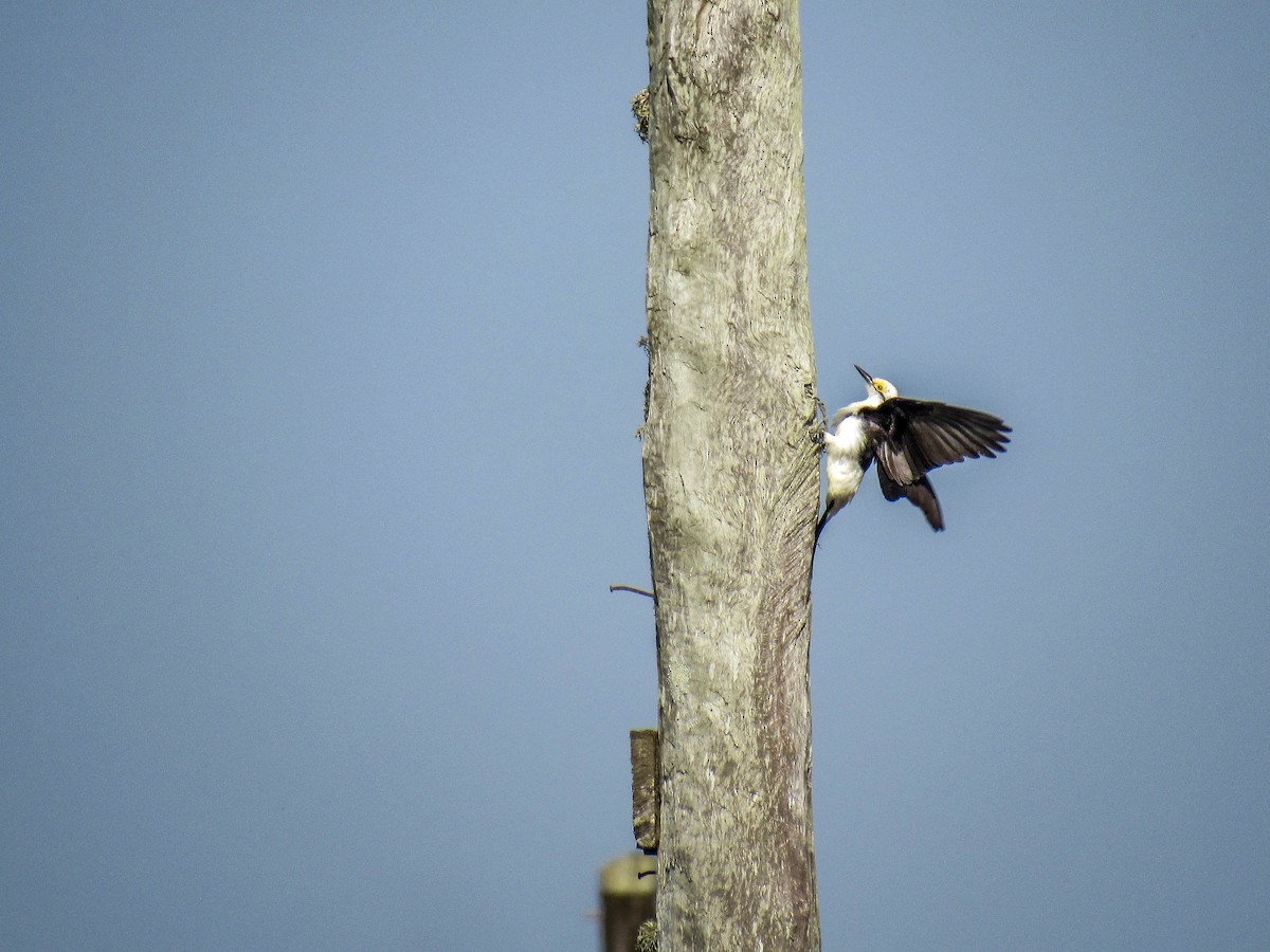 White Woodpecker - ML622172188