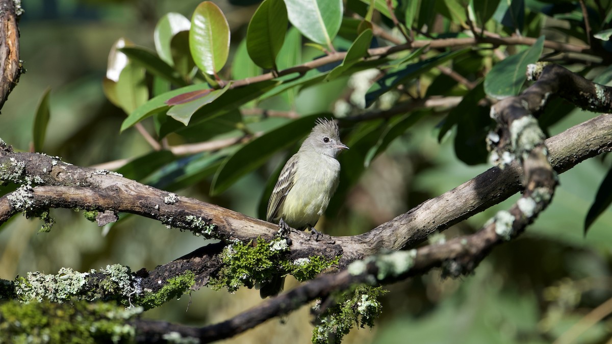 Yellow-bellied Elaenia - ML622172231