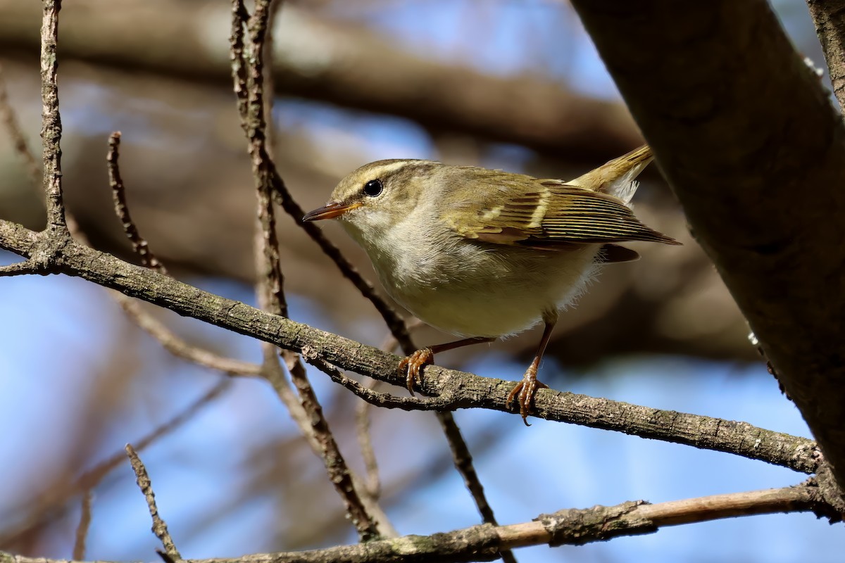 Chinese Leaf Warbler - ML622172249