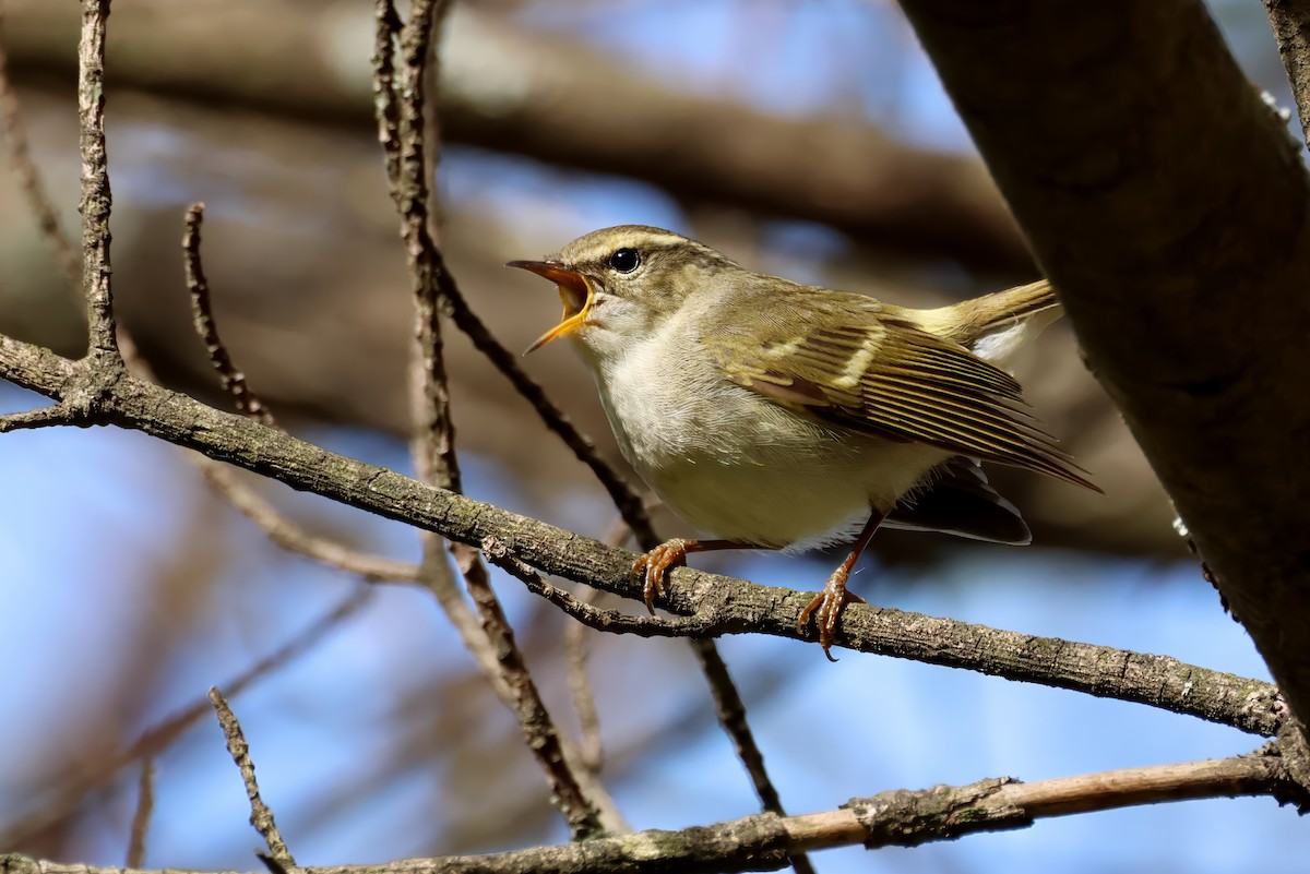 Chinese Leaf Warbler - ML622172250