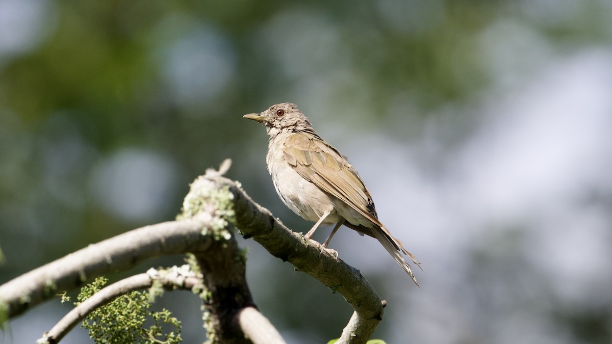 Pale-breasted Thrush - ML622172311