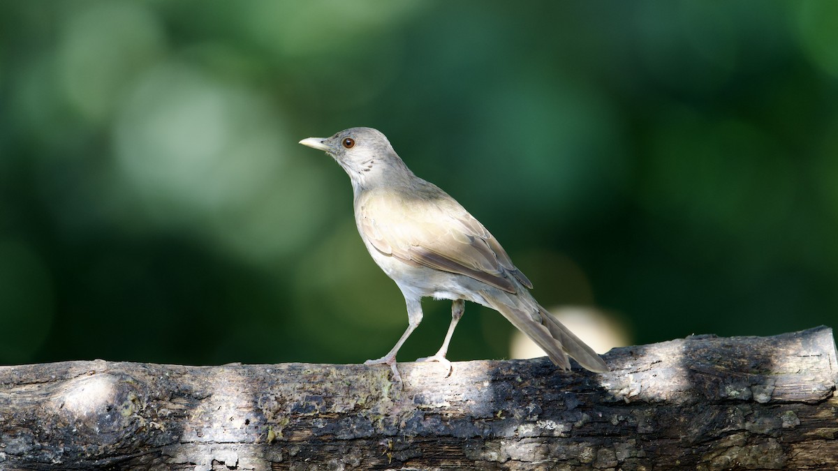 Pale-breasted Thrush - David Theobald