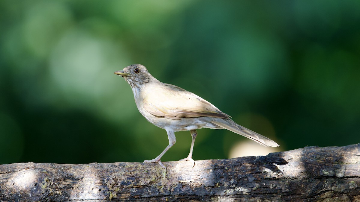 Pale-breasted Thrush - ML622172317