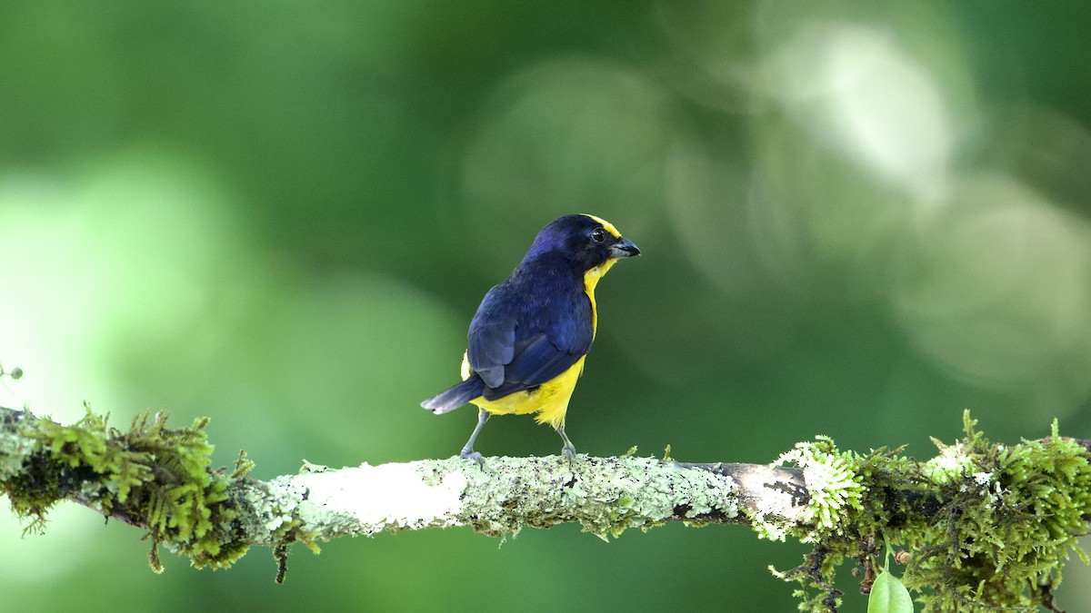 Thick-billed Euphonia - ML622172364