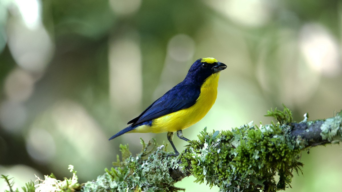 Thick-billed Euphonia - ML622172365