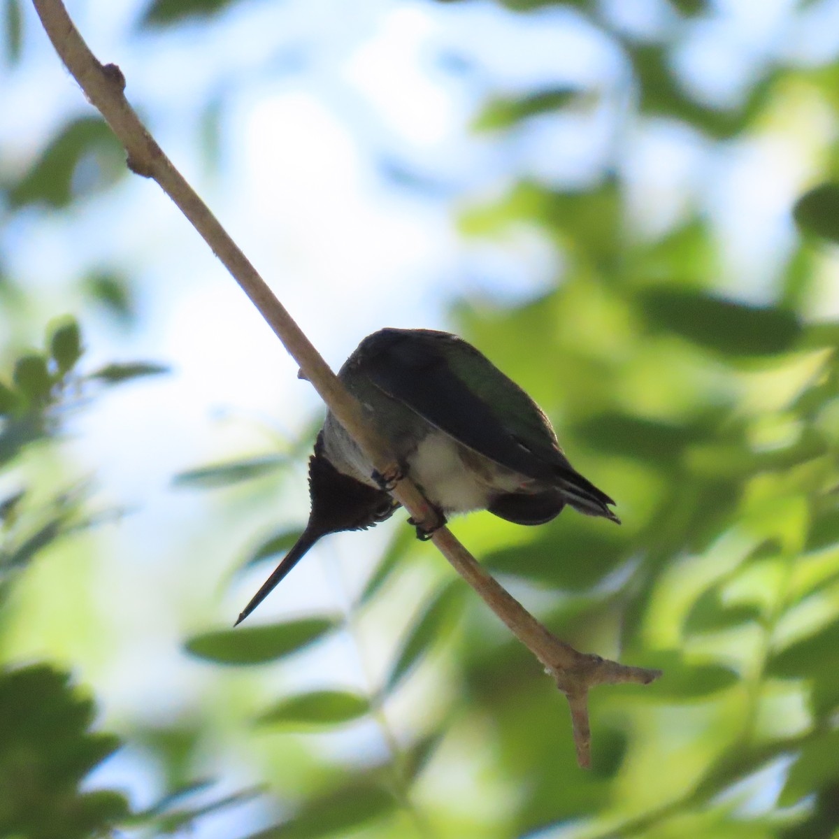 hummingbird sp. - ML622172388