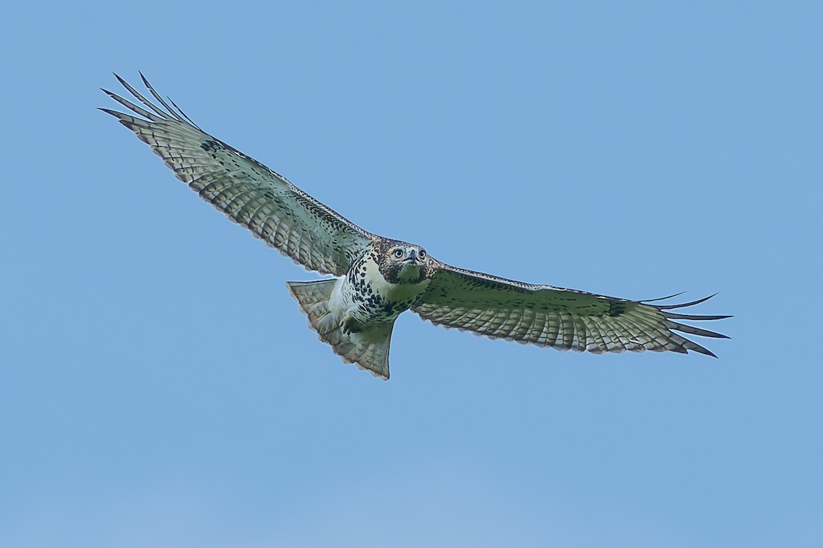 Red-tailed Hawk - Grant Price