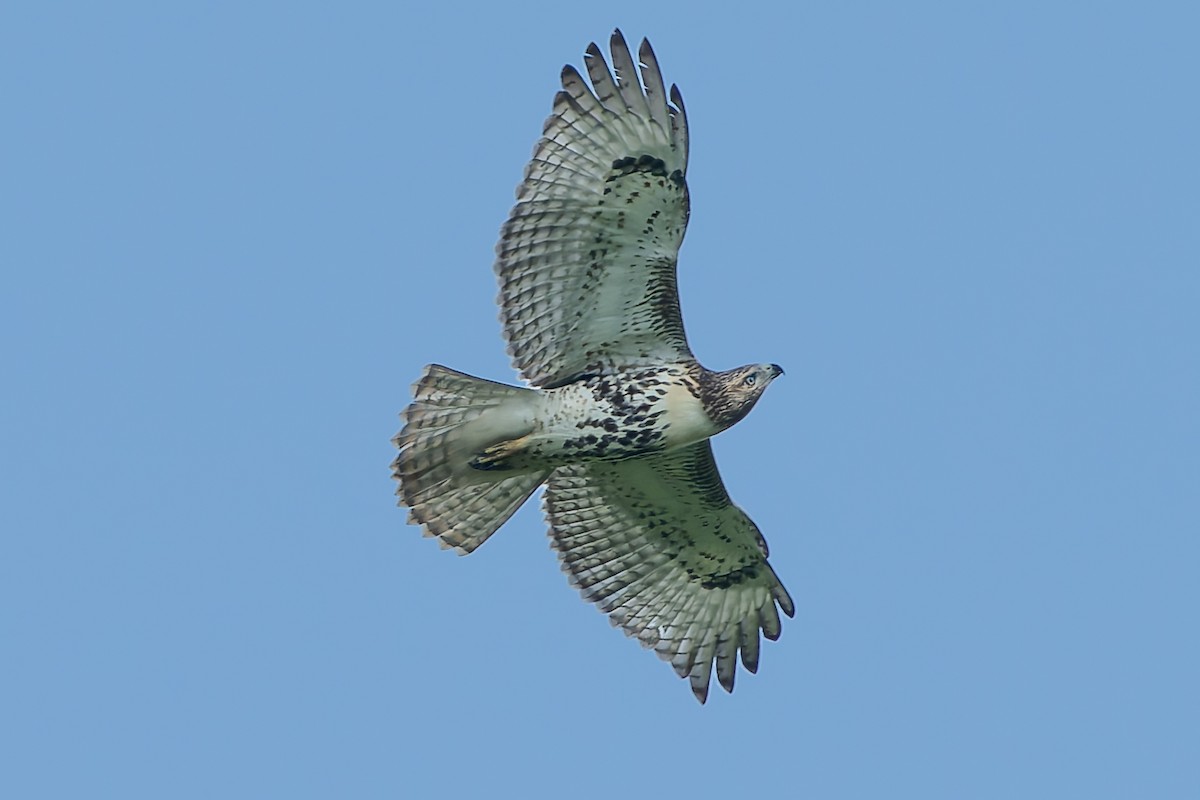 Red-tailed Hawk - ML622172412