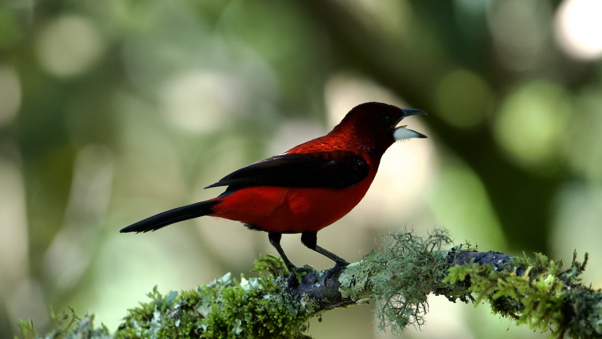 Crimson-backed Tanager - David Theobald