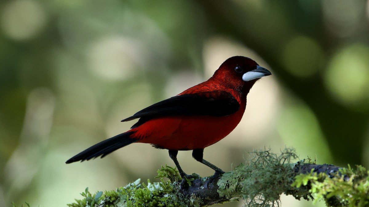 Crimson-backed Tanager - ML622172423