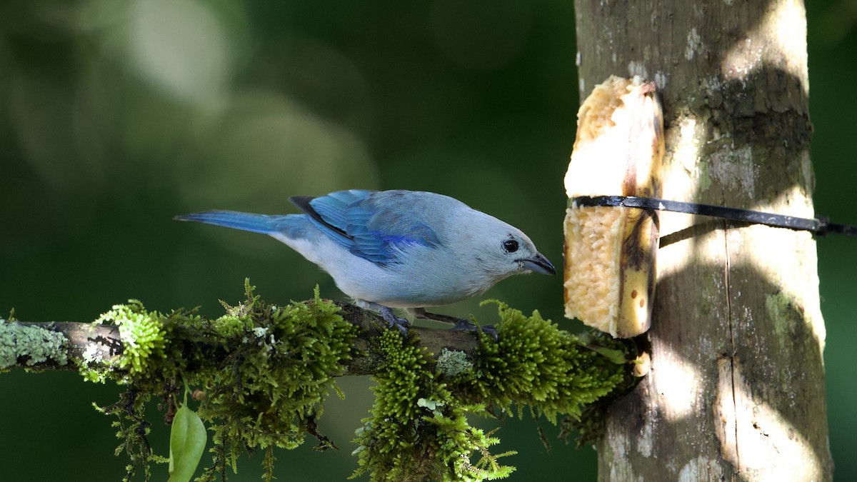 Blue-gray Tanager - ML622172446