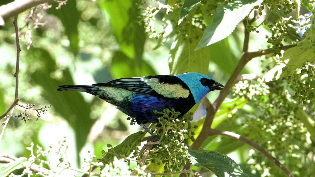 Blue-necked Tanager - ML622172453