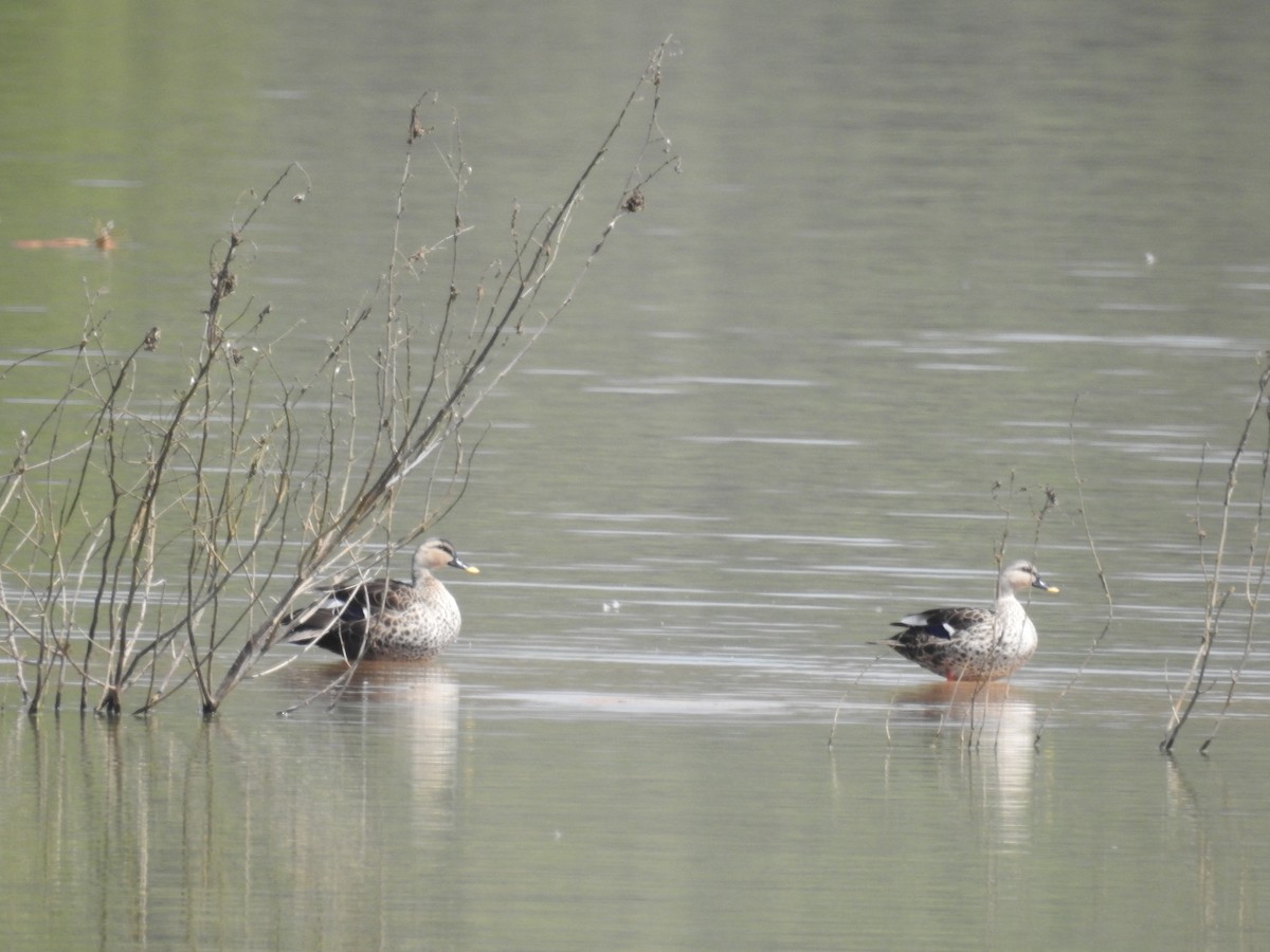 Indian Spot-billed Duck - Peter Hines