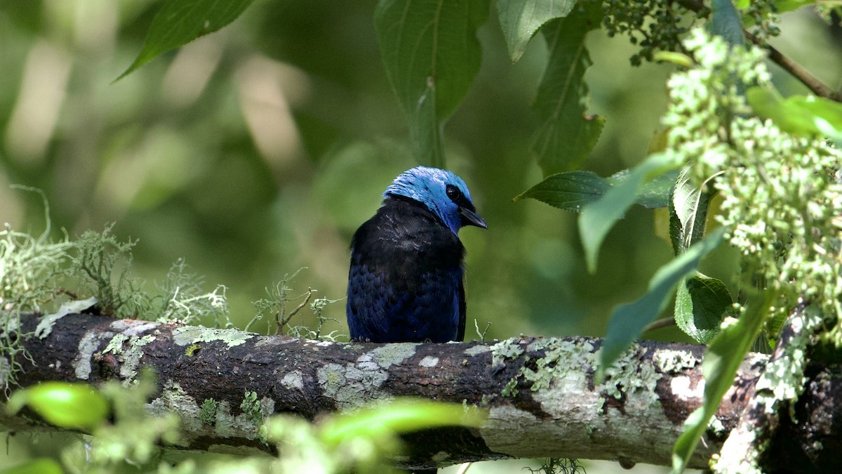 Blue-necked Tanager - ML622172456