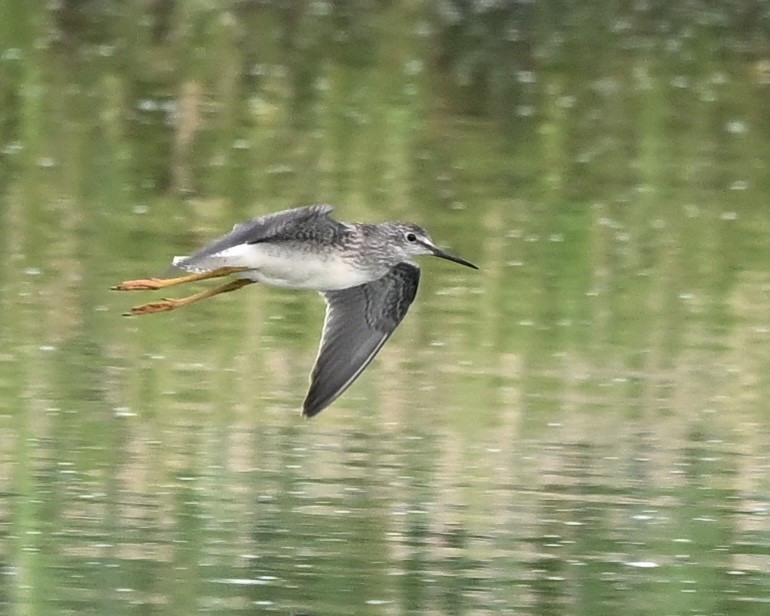 Petit Chevalier - ML622172467