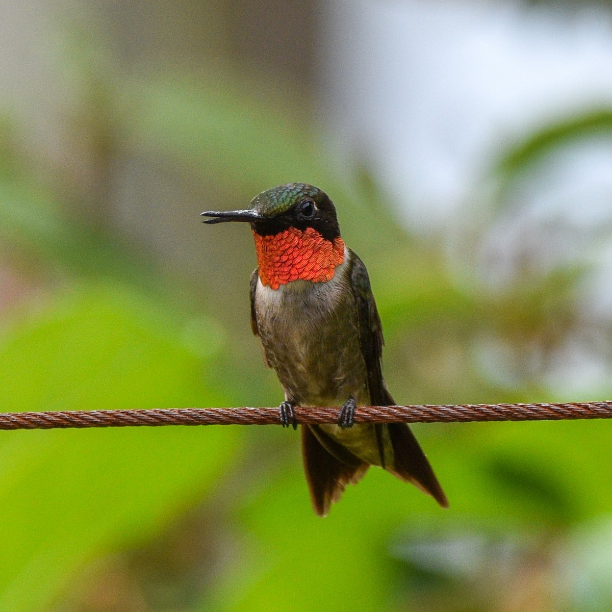 Ruby-throated Hummingbird - William Kelly