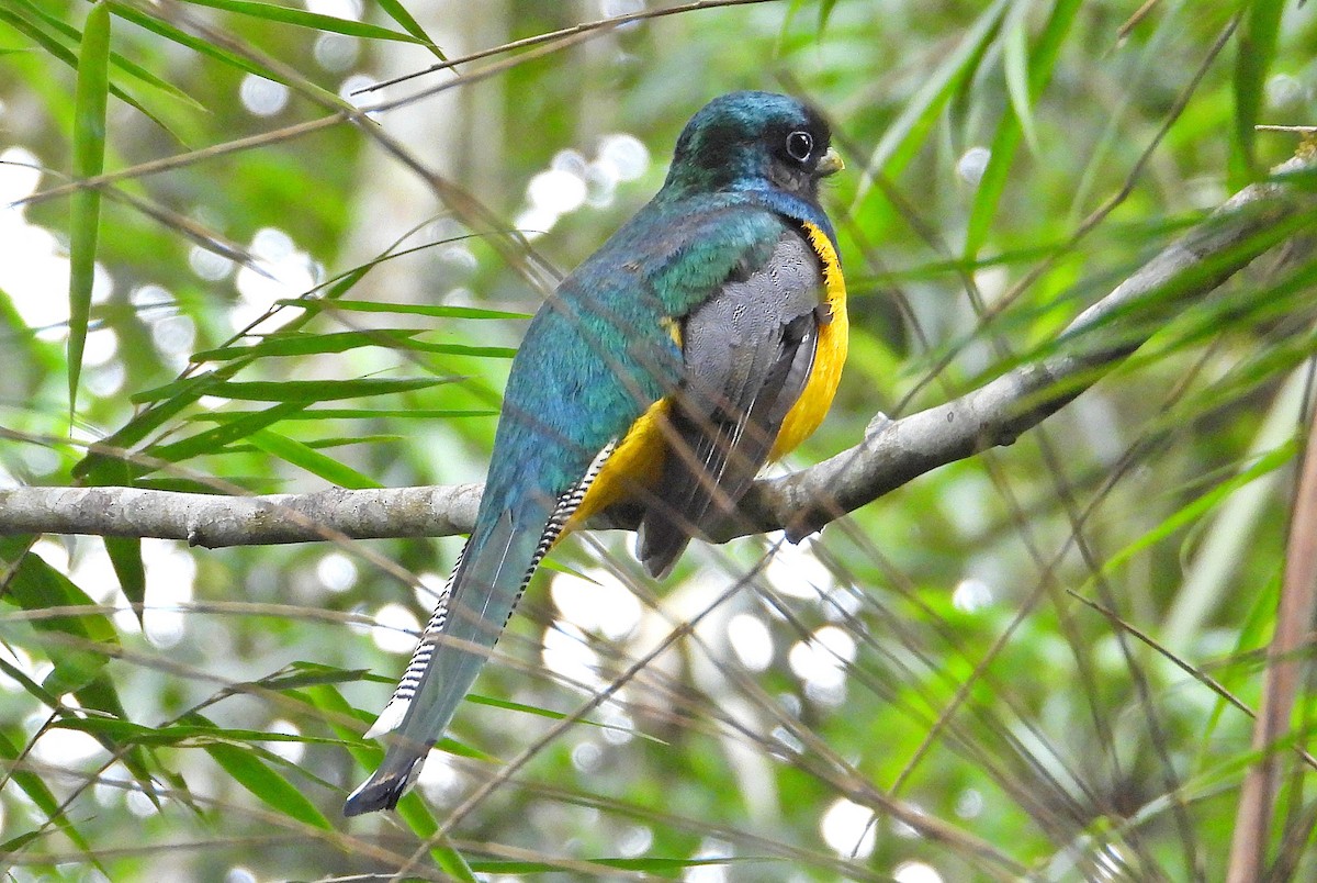 Atlantic Black-throated Trogon - Miguel Angelo Biz