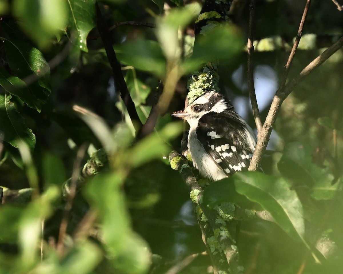 Downy Woodpecker - ML622172510