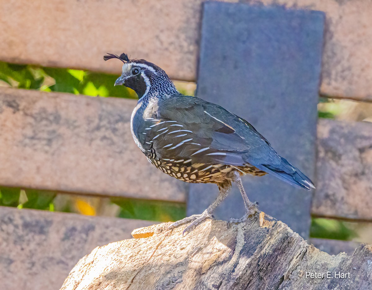 kaliforniavaktel - ML622172577