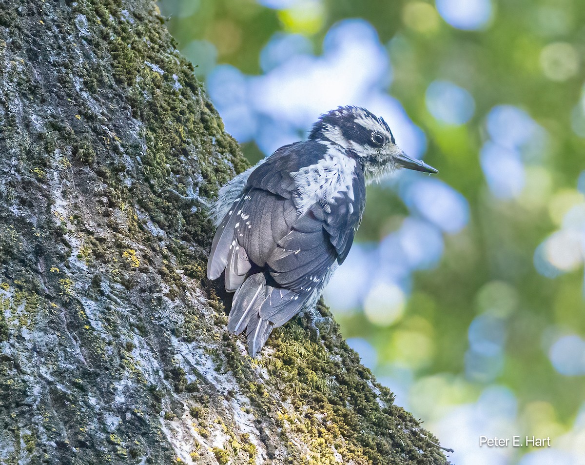 Hairy Woodpecker - ML622172586