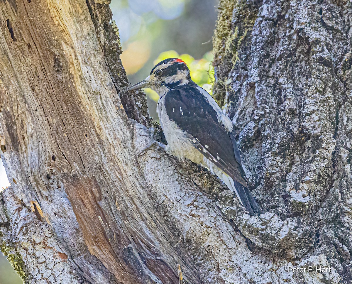 Hairy Woodpecker - ML622172587