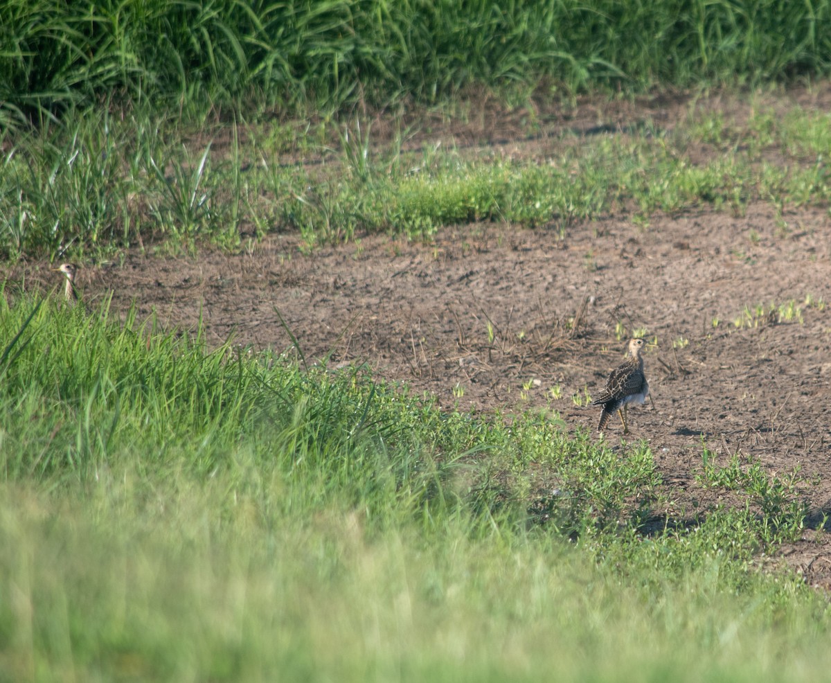 bartramie dlouhoocasá - ML622172661