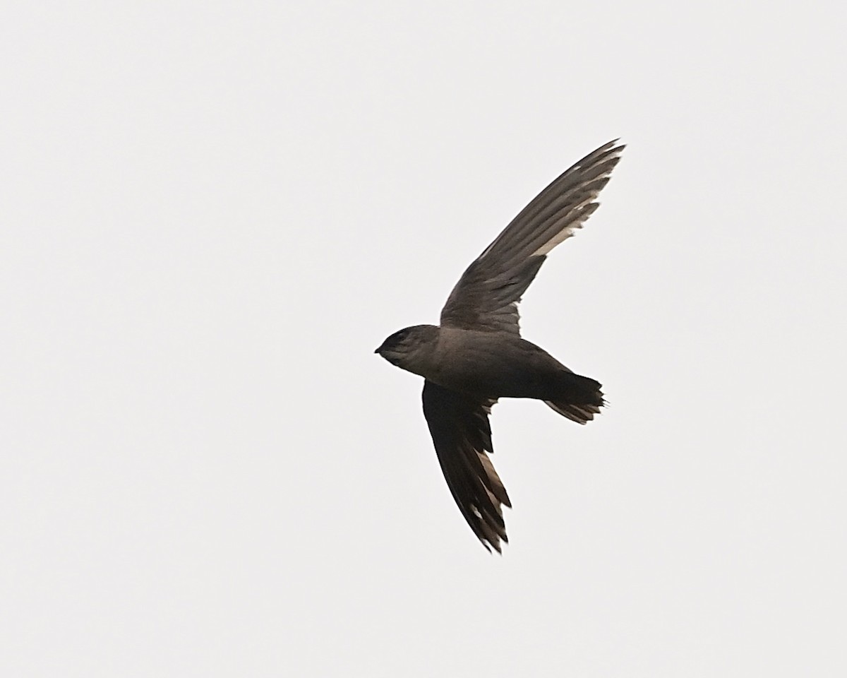 Chimney Swift - Joe Wujcik