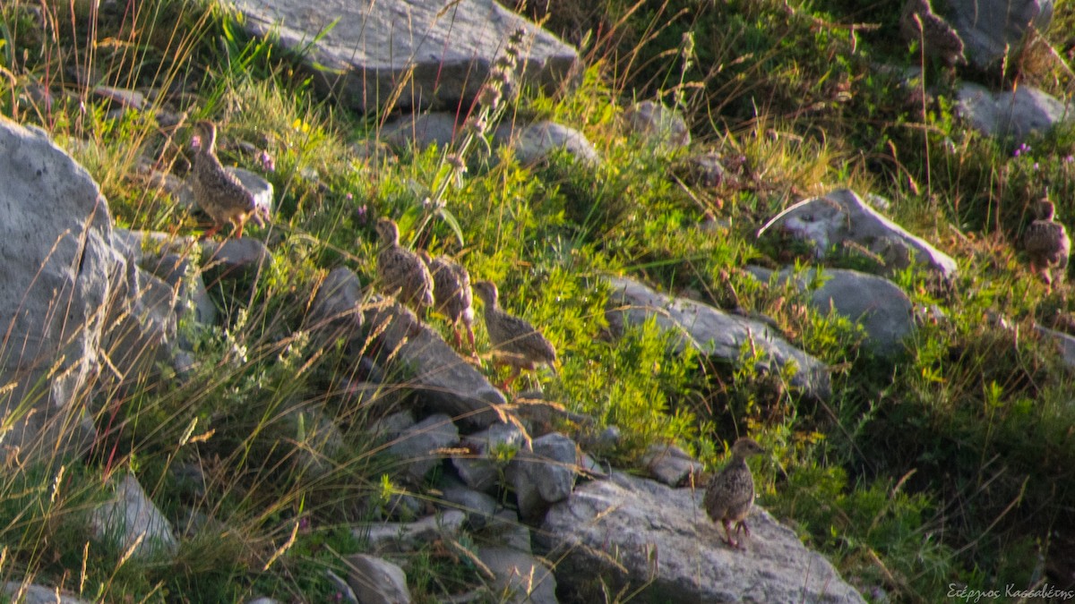 Rock Partridge - Stergios Kassavetis