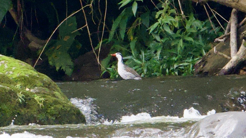 Torrent Duck - ML622172747