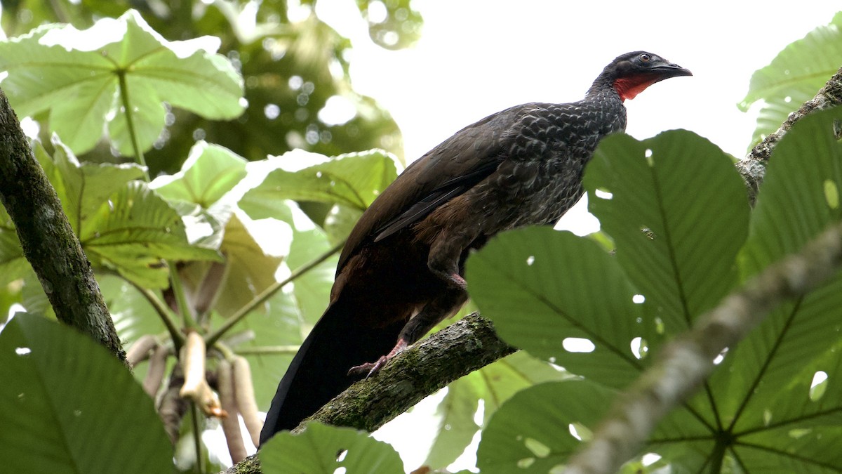 Cauca Guan - ML622172749