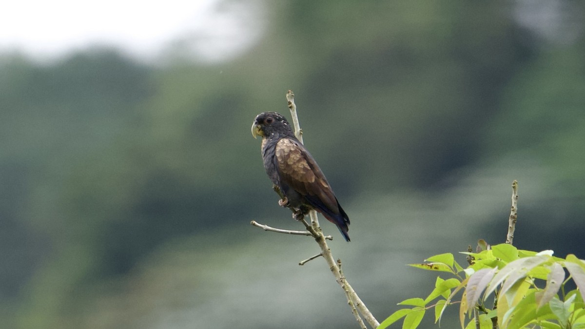 Bronze-winged Parrot - ML622172758