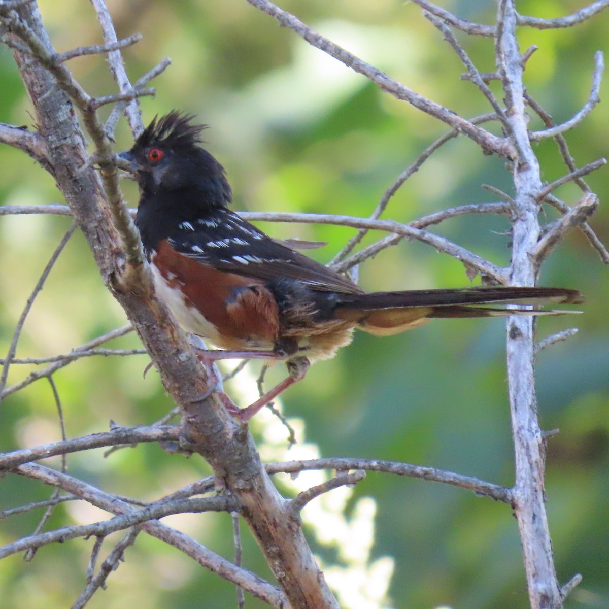 Spotted Towhee - Brian Nothhelfer