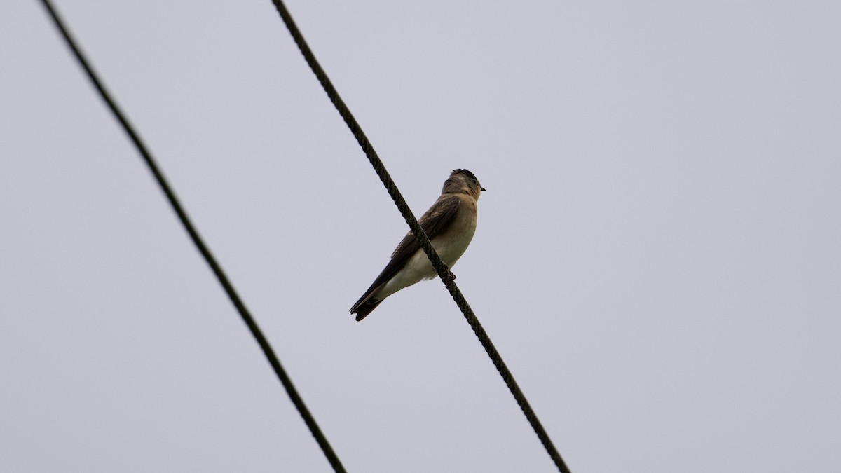 Southern Rough-winged Swallow - ML622172770