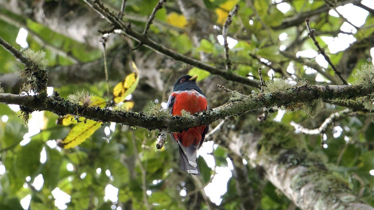 Collared Trogon - ML622172781