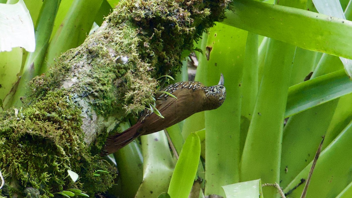 Montane Woodcreeper - ML622172808