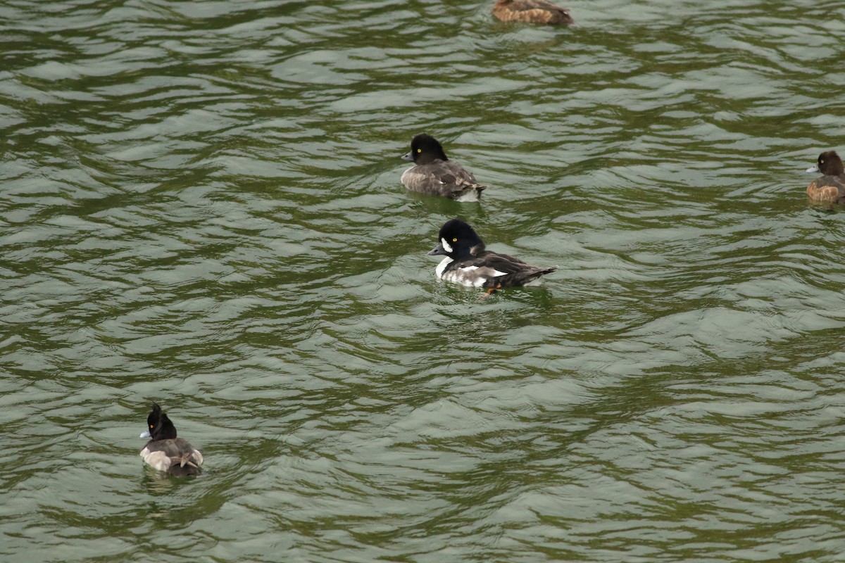 Barrow's Goldeneye - ML622172823