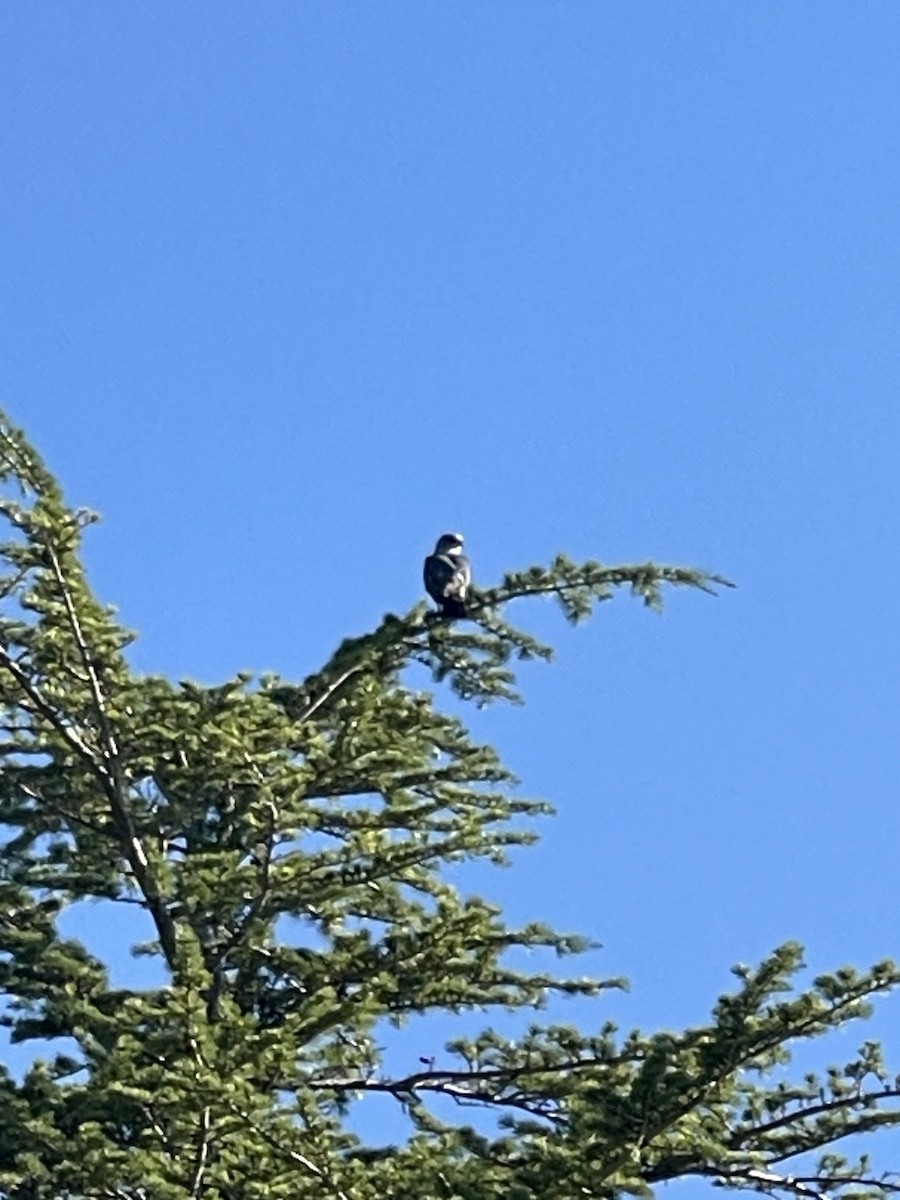 Mississippi Kite - ML622172824