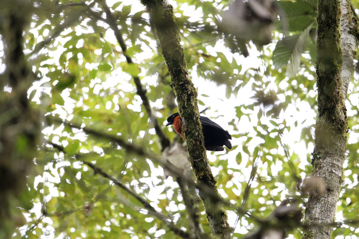 Red-ruffed Fruitcrow - ML622172828