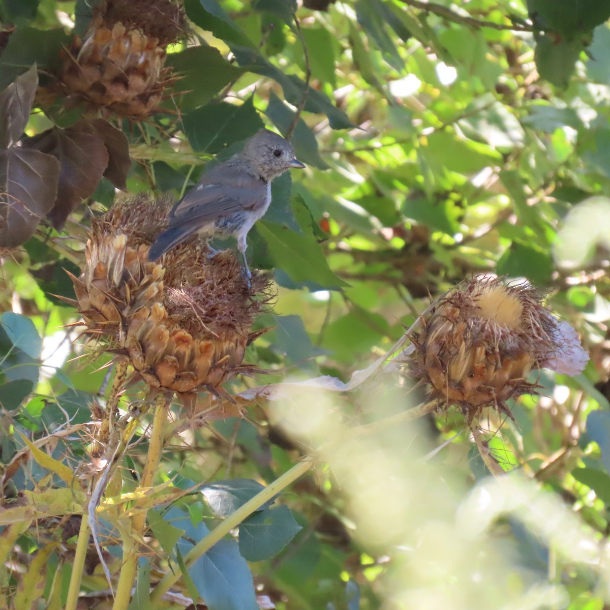 Oak Titmouse - ML622172832