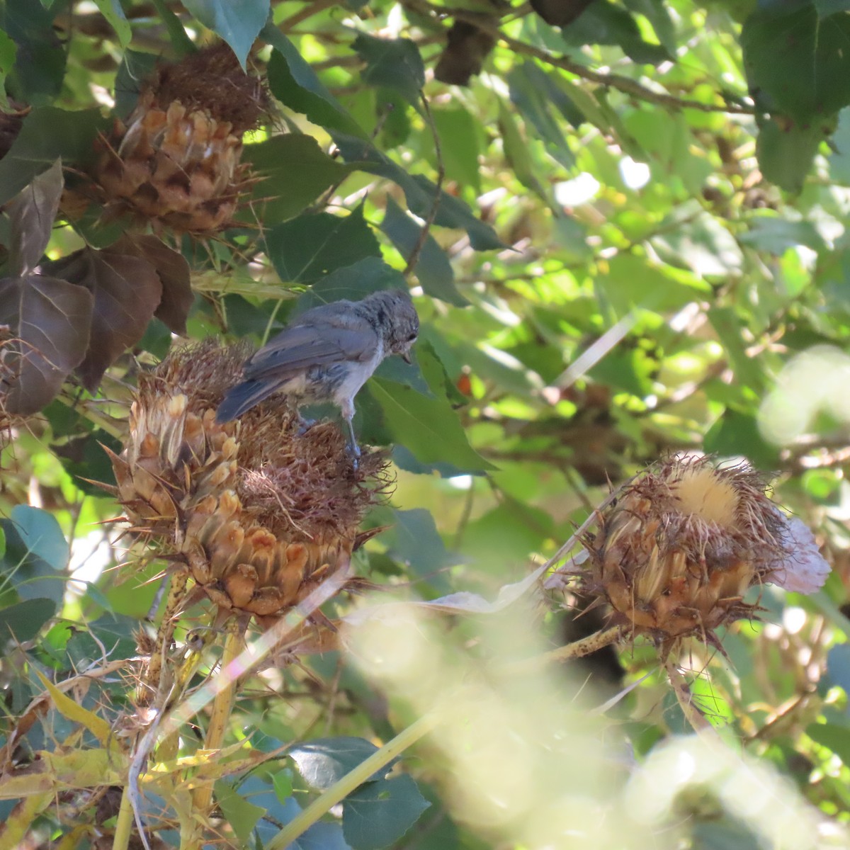 Oak Titmouse - ML622172842