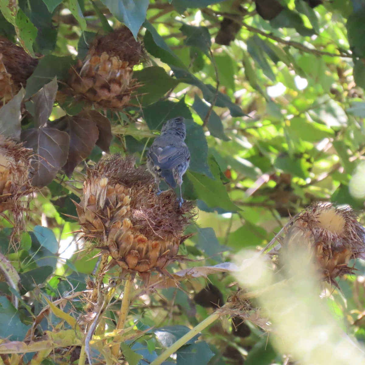 Oak Titmouse - ML622172854