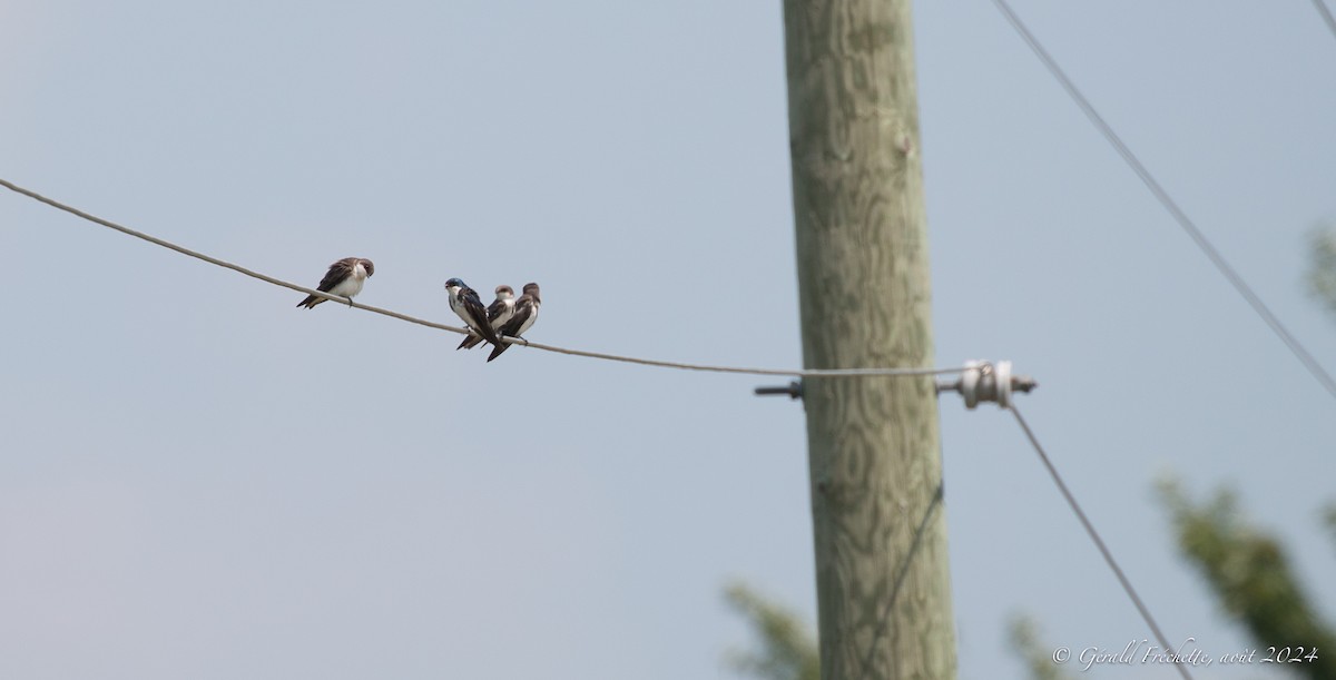 Tree Swallow - ML622172860